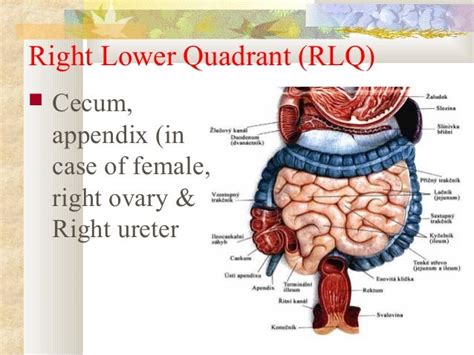 Female Anatomy Lower Left Abdomen