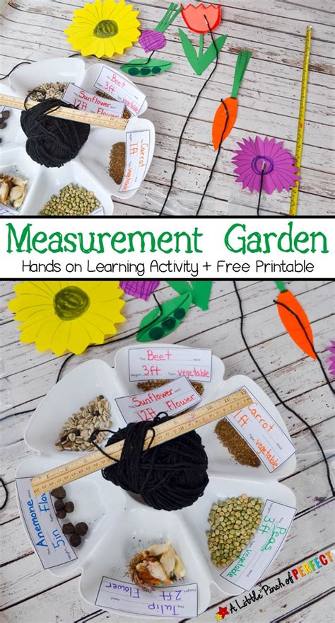Measurement Garden Hands On Math Activity And Free Printable A Little