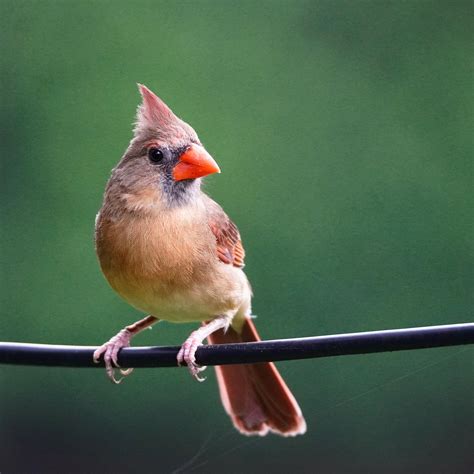 Teaching Myself Birding Photography As A New Hobby Northern Cardinal