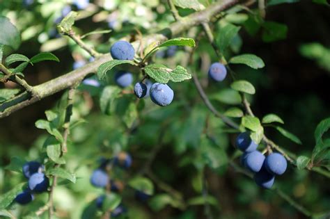 Sloe Berries © Stephen Mckay Cc By Sa20 Geograph Britain And Ireland