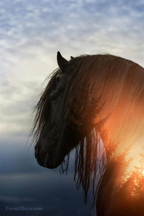 Horse Photography Romantic And Beautifully Layered And Blended With