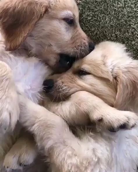 Cuddle Buddies Puppies Puppies Cute Animals Cute Dogs