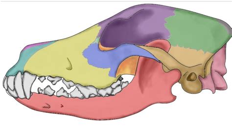 Canine Skull Bones Diagram Quizlet
