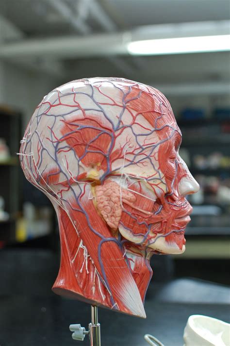 Join our newsletter and receive our free ebook: Human Anatomy Lab: Muscles of the Head and Neck