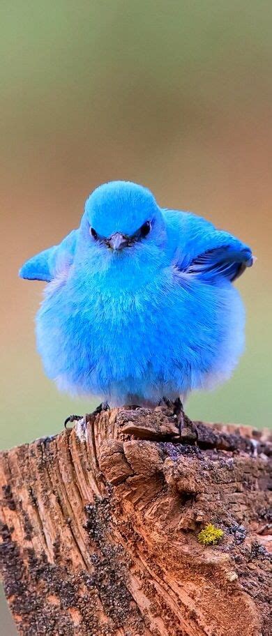 Fluffy Blue Bird Pet Birds Animals Cute Animals