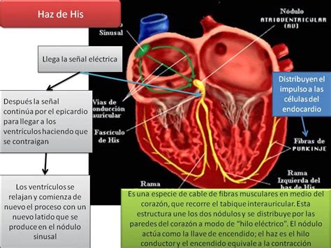 Blog De Fisiología Médica De Mónica Páez Sistema De Conducción Del Corazón