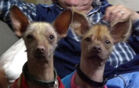 We did not find results for: perro peruano perro sin pelo del peru