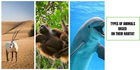 Types Of Animals Based On Habitat Remember Animals