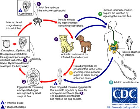 Tapeworm Cestode Species