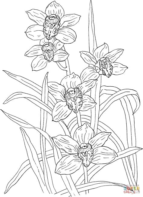 Print them all for free. coloring pages of orchids | Cymbidium Rosanna Orchid ...