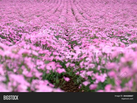Beautiful Pink Flowers Image And Photo Free Trial Bigstock