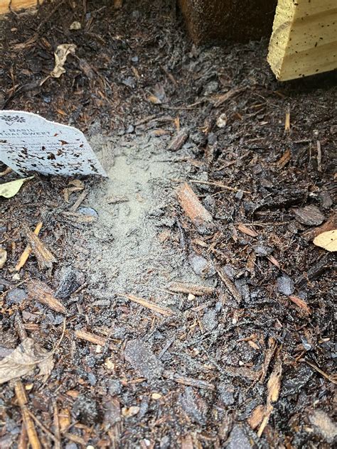 Getting tired of being bugged by the bug? Small gray bugs on soil? : Soil