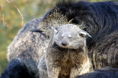Discover some of the alternatives for hill's c/d cat food in 2020. tropicarept: binturong