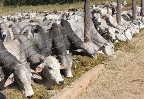 Nesta dica, vamos te orientar na escolha dos tipos de confinamento de bovinos de corte. Confinamento de boi enfrentará dificuldade em 2016 - Canal Rural
