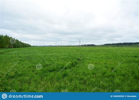 Agricultural Field Of Green Grass Flowers Plants Deciduous Forest In