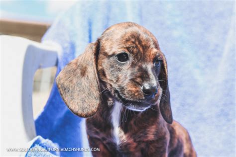 They can fetch a ball or play tag for hours. Doggos & Puppers - SOUTHERN CALIFORNIA DACHSHUNDS DOS DOXIES