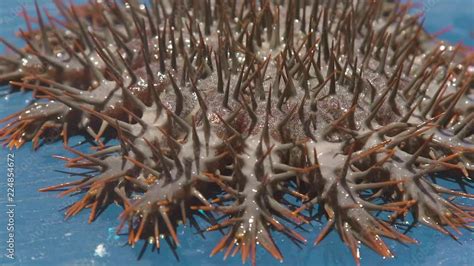 Crown Of Thorns Seastar Close Up Sea Star With Big Thorns Caught From