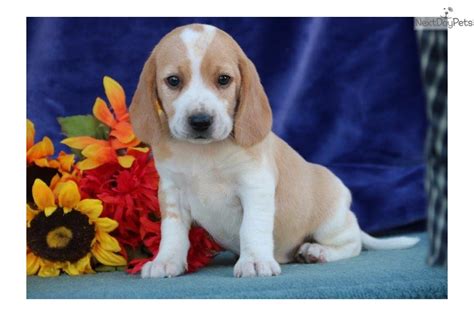 A lemon beagle was found near macon georgia that looks very much like the pups from our litters. Lemon Beagle Puppy For Sale - PetsWall
