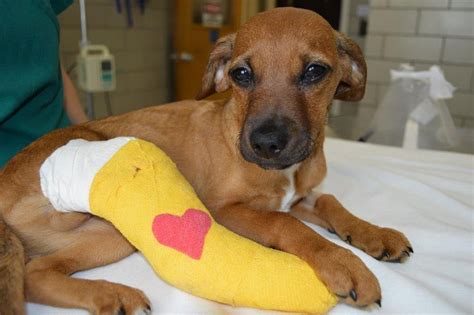 Advocates work to find home for 3-month-old puppy found with broken leg ...