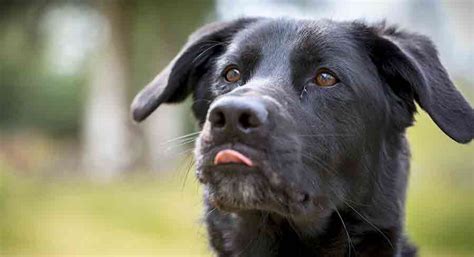 Black Lab Border Collie German Shepherd Mix Jasmiini Pensas