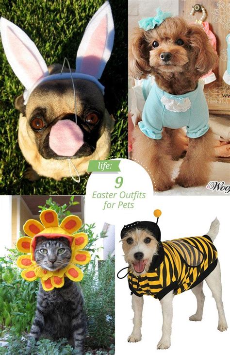 Adorable Easter Outfits For Pets Pets Easter Outfit