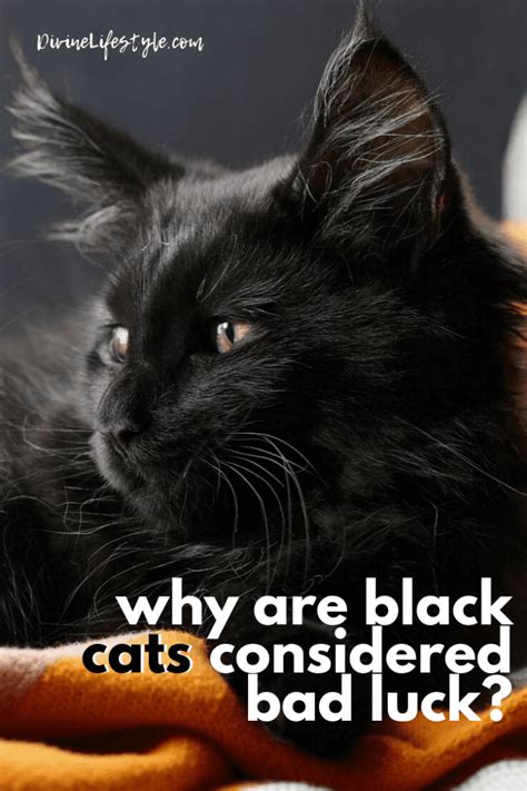 Why Are Black Cats Considered Bad Luck Halloween Superstition