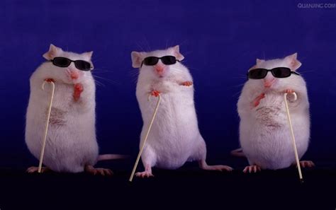 Three Blind Mice Faux Taxidermy Taxidermy And Curiosities