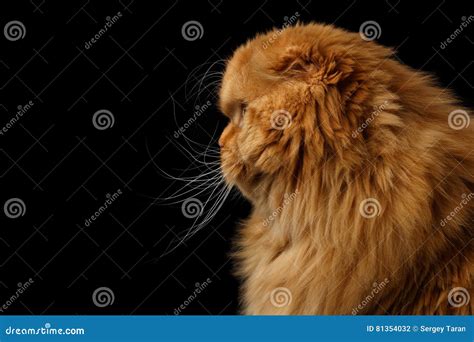 Furry Scottish Fold Breed Cat On Isolated Black Background Stock