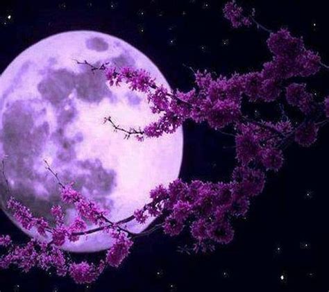 Download Purple Moon Wallpaper By Savanna 25 Free On Zedge Now