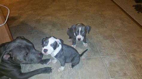 Blue Nose Pitbull Puppies For Sale In Brandywine Maryland Classified