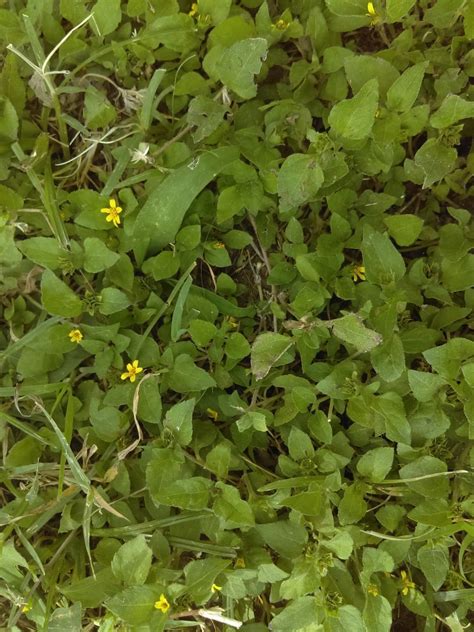 Small Yellow Flower Weed Texas Clarence Mcvey