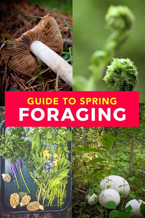 Foraging Edible Plants Is Much Easier Than You Think Here S An Easy