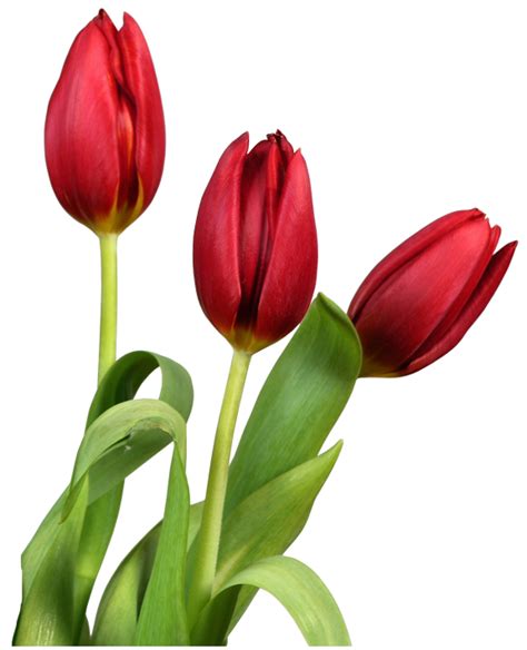 Red Transparent Tulips Flowers Clipart | CLIP ART FLOWERS TWO | Tulips flowers, Tulips, Flowers