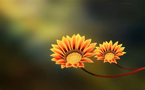 These cute flowers have light creamy petals in the shape of teardrops. FREE 20+ Cute Flower Backgrounds in PSD | AI