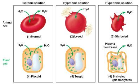 Maybe you would like to learn more about one of these? Membrane Transport: The transportation mechanism into the ...