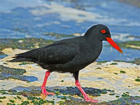 Fileafrican Black Oystercatcher Rwd1 Wikimedia Commons