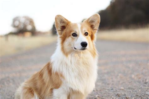 The other breed is the bigger cardigan welsh corgi. fluffy corgi fluffy corgi puppy fluffy corgi puppies ...