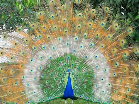 Top 100 Most Beautiful And Colorful Pictures Of Peacock Hd Images Free