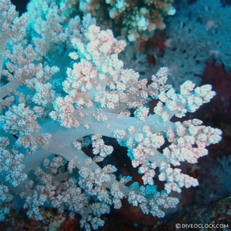 This scene instead has carl and frank. "Ice ages have come and gone. Coral reefs have persisted." Sylvia Earle #softcoral #sylviaearle ...