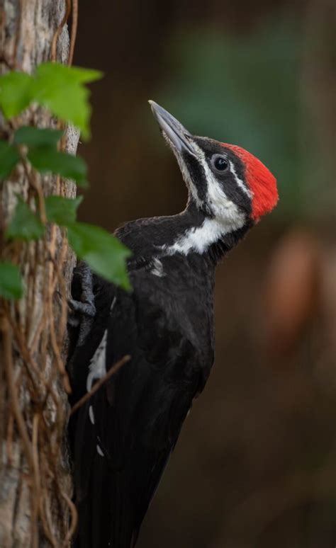 Woodpeckers In Nebraska Try To Find All 13 Species