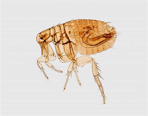 How Long Can Fleas Live Without A Host Flea Cures