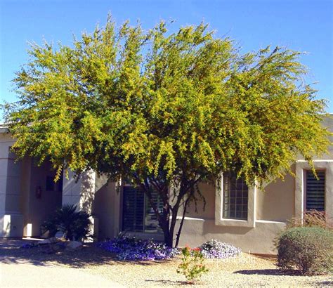 Almost all acacia make good container plants inside and all can be raised outside in warmer. sweet acacia florida - Google Search | Desert garden, Low ...