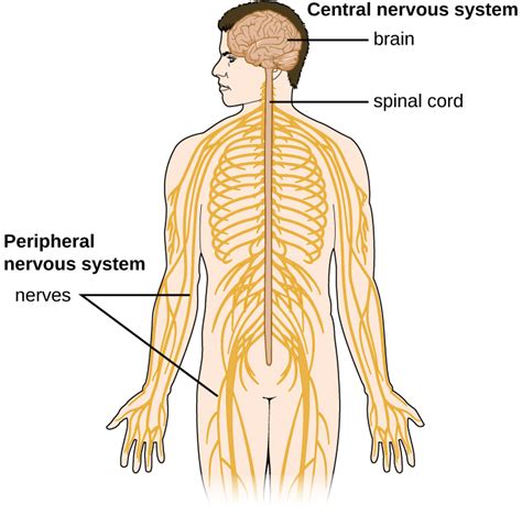 The nervous system is the part of an animal's body that coordinates its voluntary and involuntary actions and transmits signals to and from different parts of its body. 26.1: Anatomy of the Nervous System - Biology LibreTexts