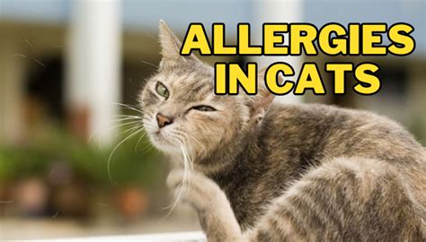 How To Treat Common Skin And Food Allergies In Cats
