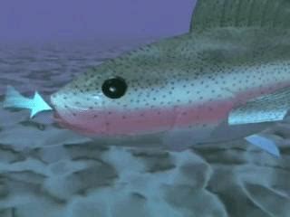 Fish such as lungfish have organs which act as lungs. How Do Fish Breathe? - Underwater Respiration