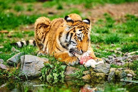 Tiger Eating Siberian Tiger Stock Image Colourbox