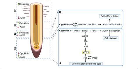 Mechanism Of Auxin And Cytokinin Interaction In Root Meristem