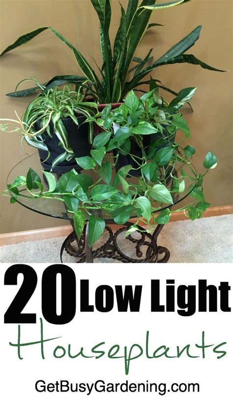 20 Low Light Indoor Plants That Are Easy To Grow Plants Indoor