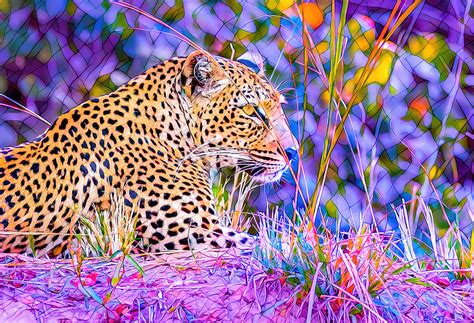 Zambian Leopard Digital Art By Magical Redpandas