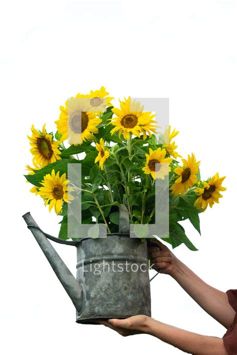Maybe you would like to learn more about one of these? Bouquet of sunflowers in a watering can — Photo — Lightstock